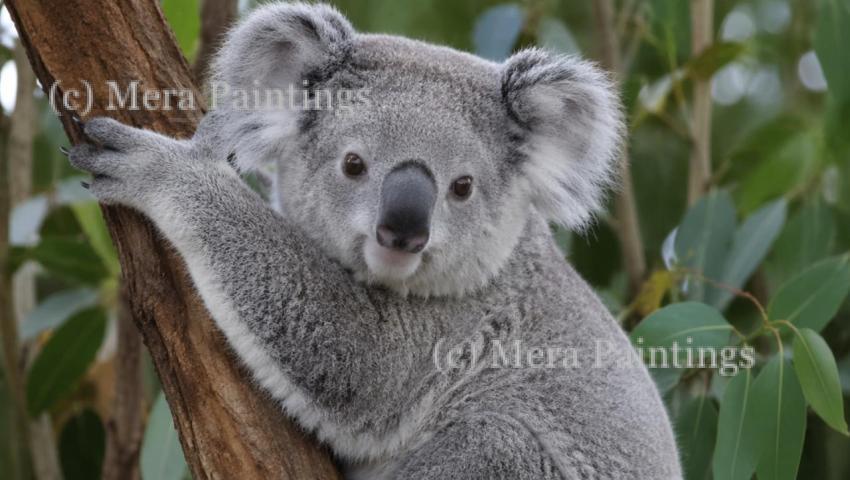 Koala
