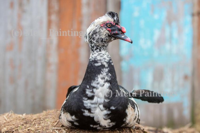 A black muscovy duck with white feathers rests peacefully on the straw. Its head is turned in profile.