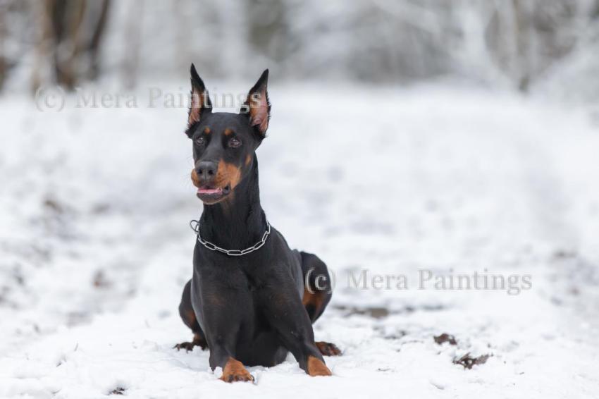 A Doberman dog walks in the snow in winter.