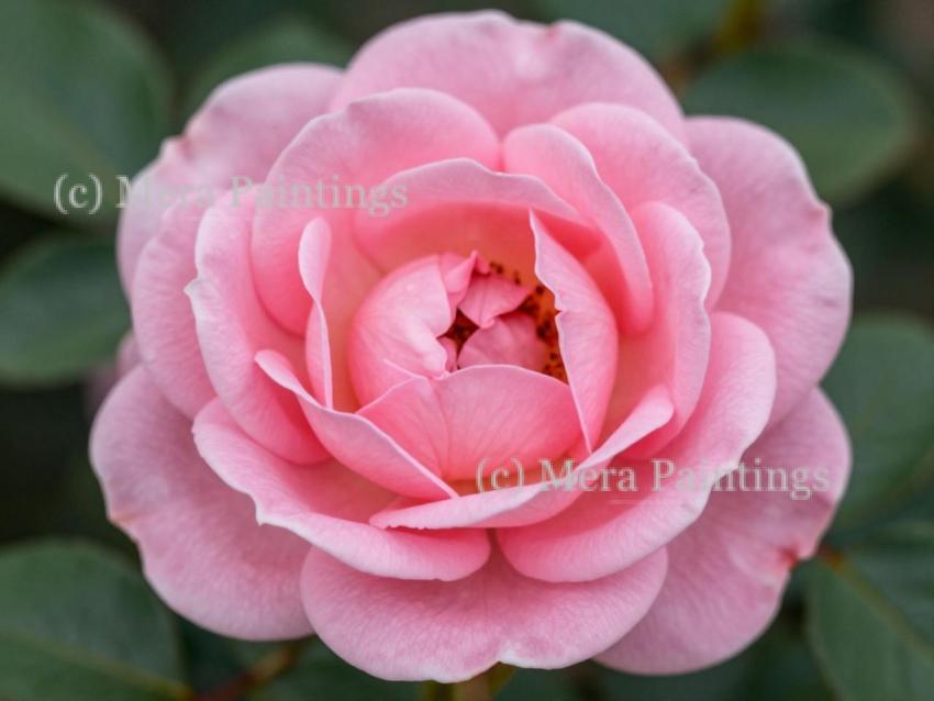 A touch of pink magic