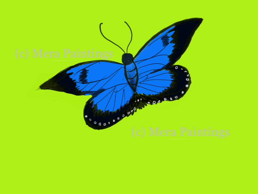 Ulysses butterfly