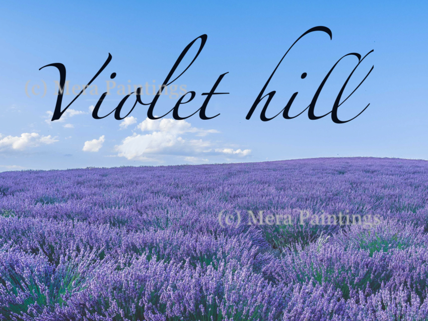 Violet hill