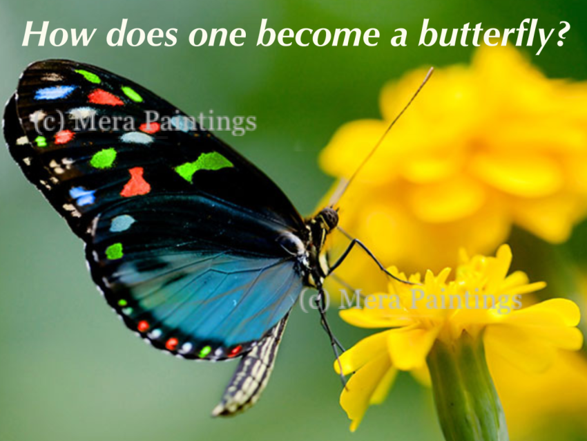 caterpillar to butterfly