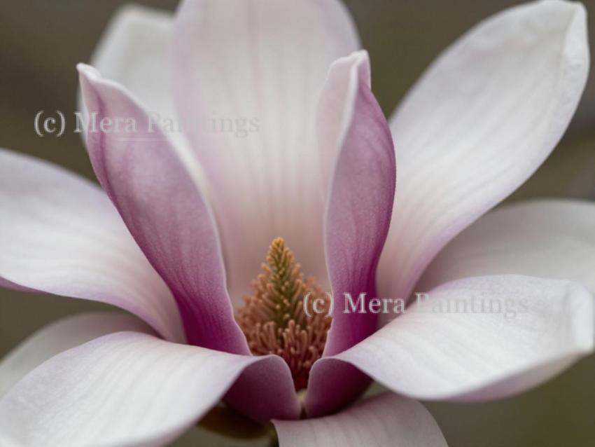 Nature’s minimalist masterpiece