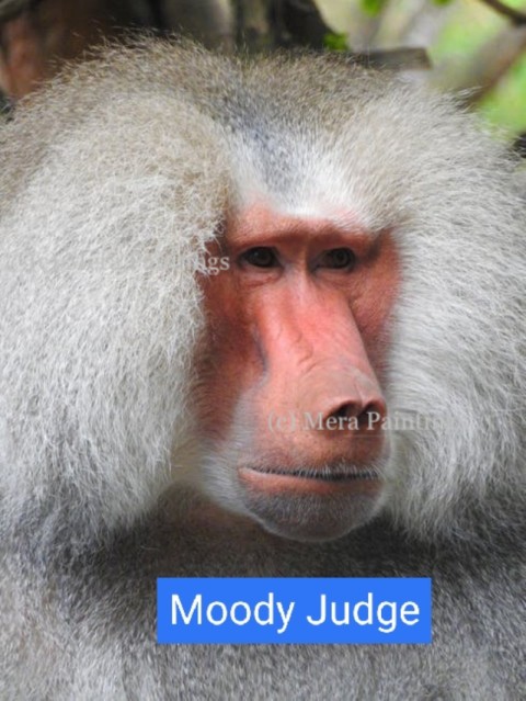 moody judge