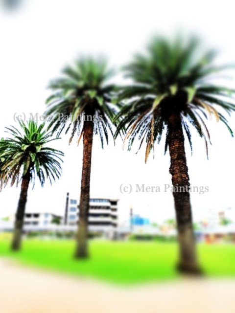 palm trees
