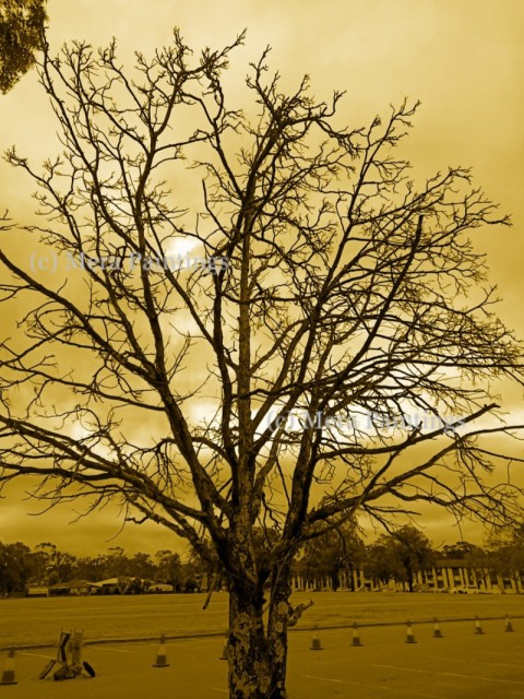 BARREN TREE