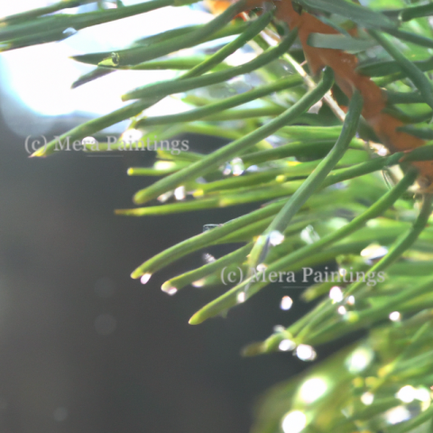 Waterdrops on grass