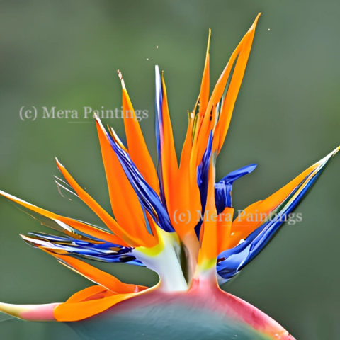 South African crane flower
