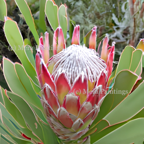 African protea