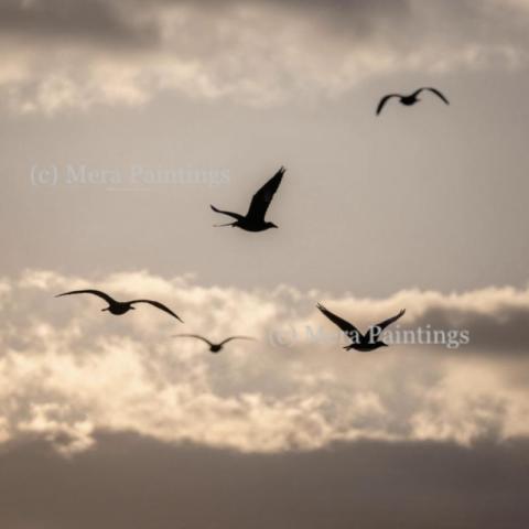 Nature's treasures in flight