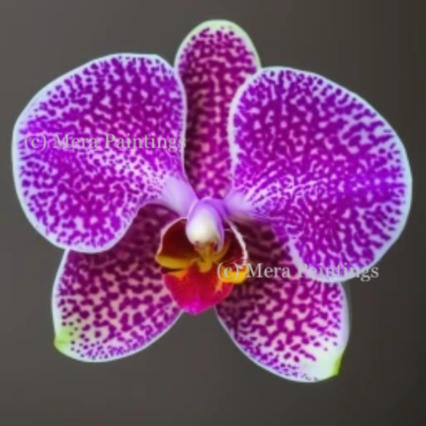 ORCHID CLOSE UP