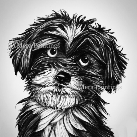 Pet portrait