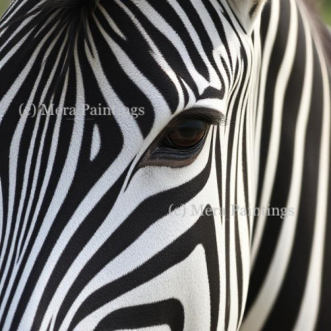 Zebras: nature's perfect pattern