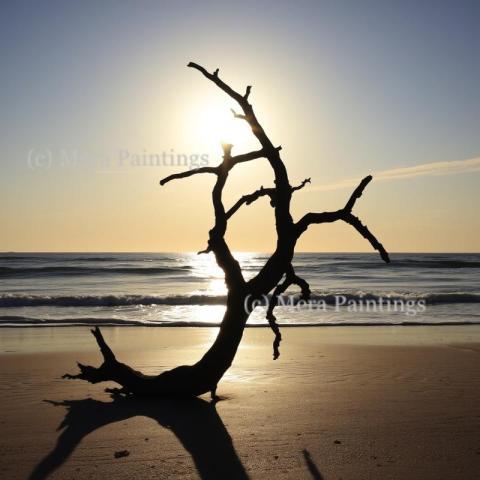 Treasures from the coastline