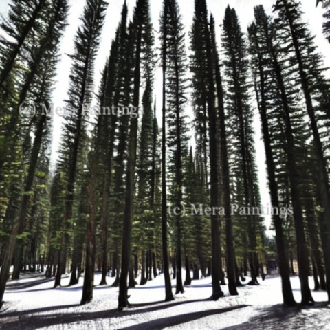 PINE TREES