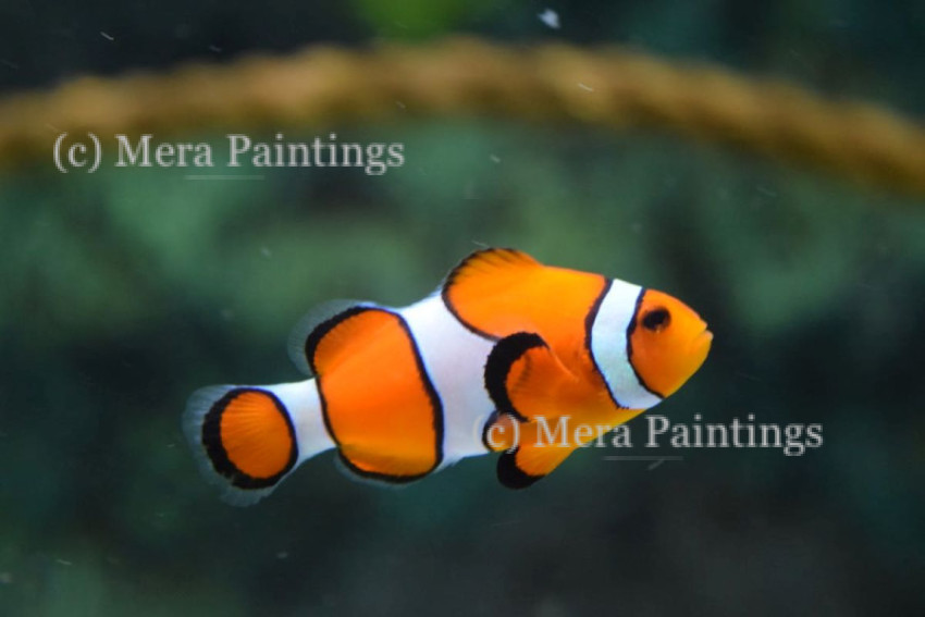 orange clownfish ...Amphiprion percula