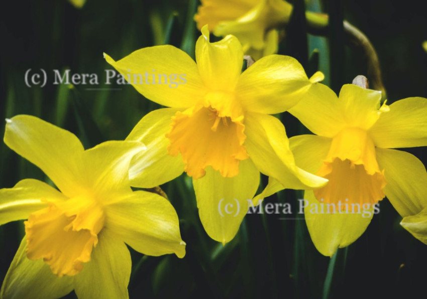 Daffodils are yellow trumpets of spring