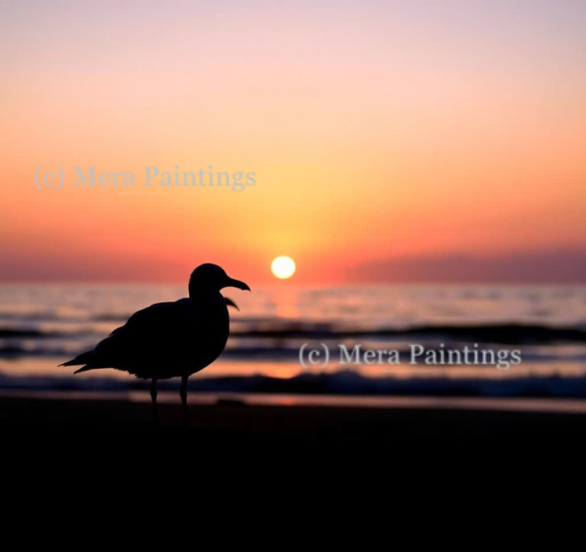 Lone bird cries on empty sand, ....