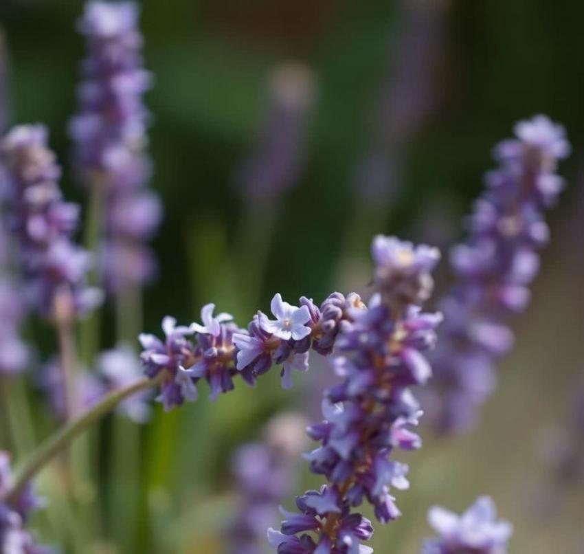 Aromatic