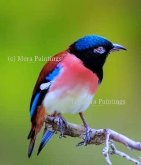 multi coloured bird