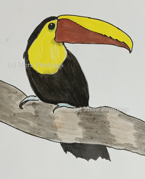 Black-mandibled toucan,central america