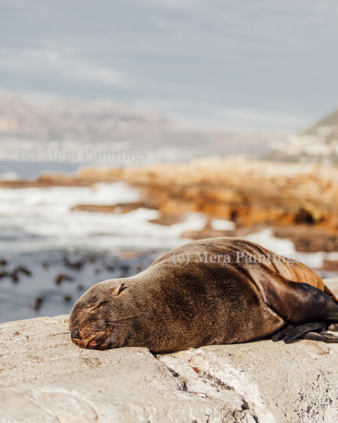 Wild Seal South Africa