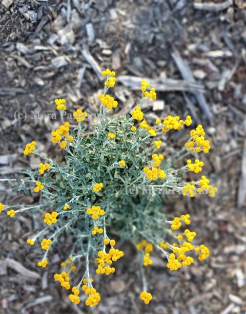 Garden flowers