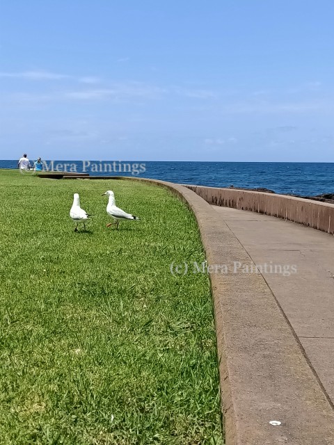 SEA GULLS