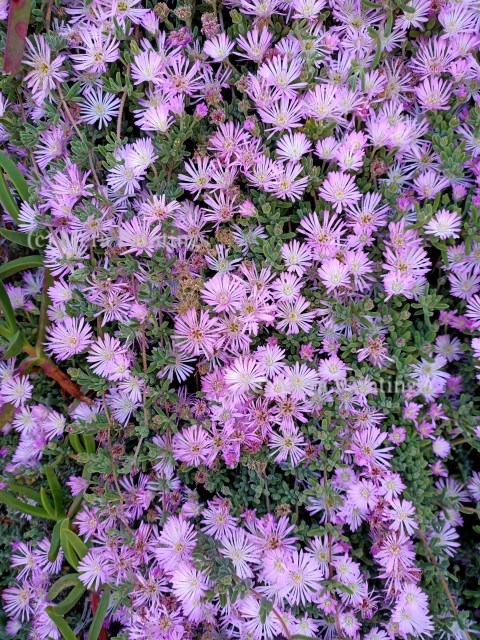 Pink flowers ,Tamarama beach