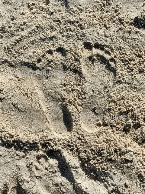 Foot prints