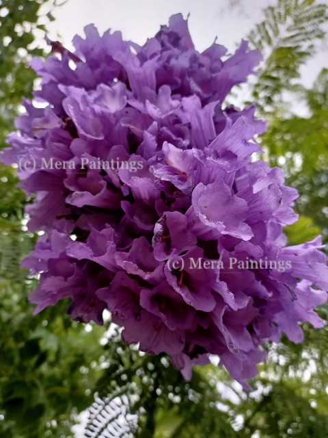 Jacaranda flower