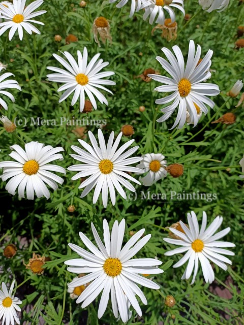 Daisy Flowers