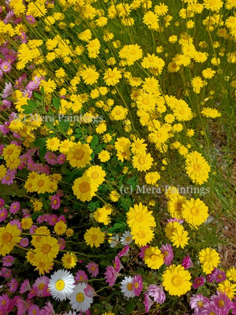 Garden flowers