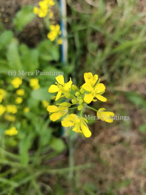 Mustard flower