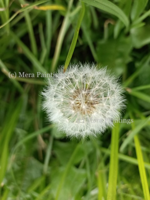 Dandelion