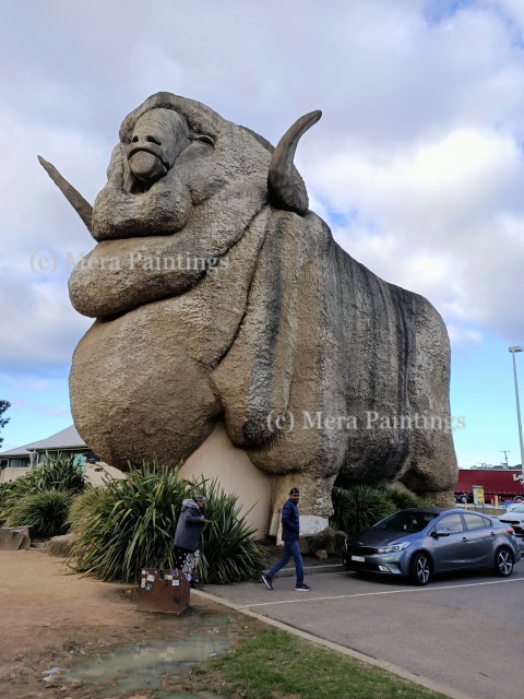 Big merino