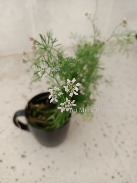 Coriander flower