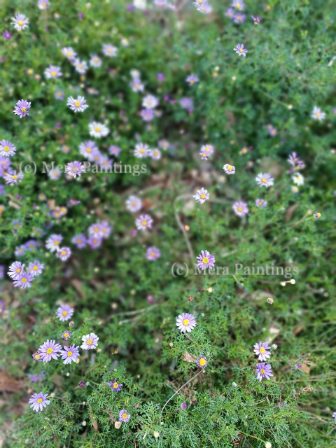 Violet coloured flowers