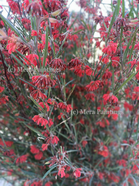 Wild flowers