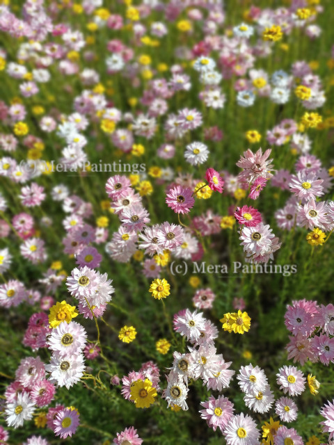 Paper daisies