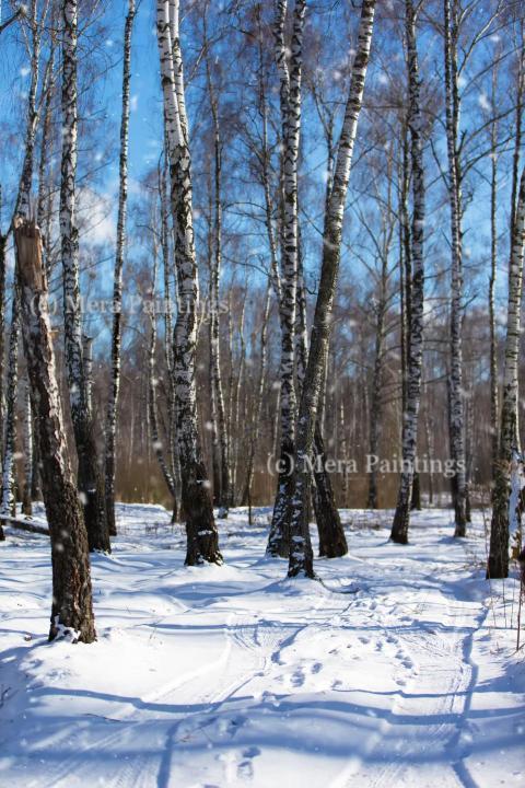 Winter landscape featuring birch trees in a snowy forest under a clear blue sky