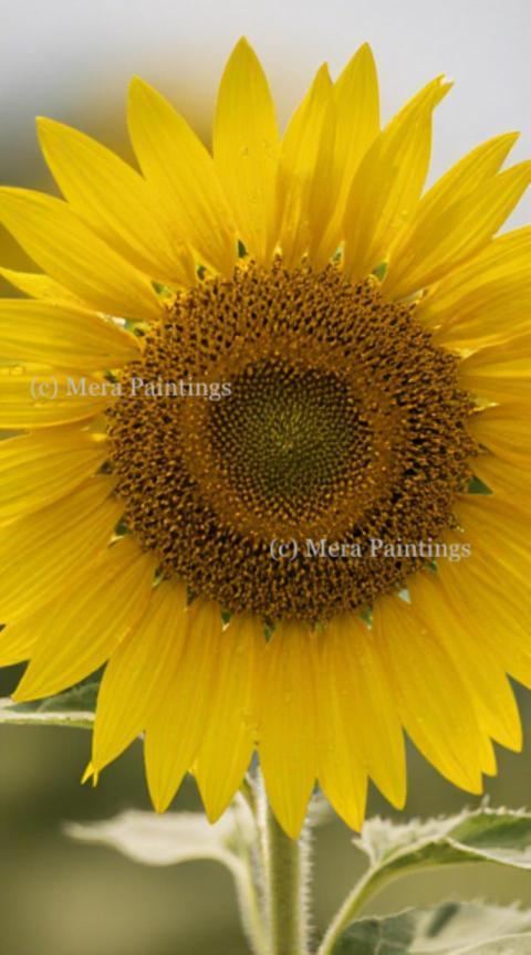 sun flower