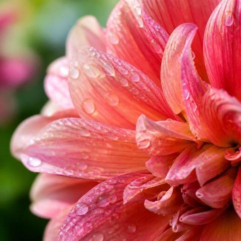 Always in bloom