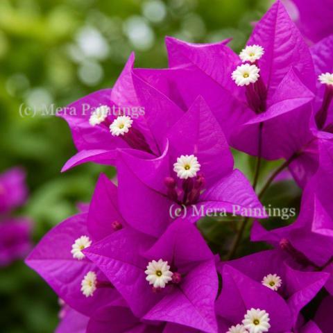 Let the bougainvillea add color to your day