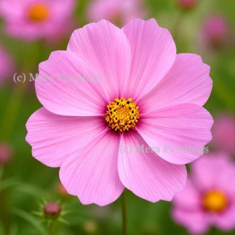 Cosmos flower