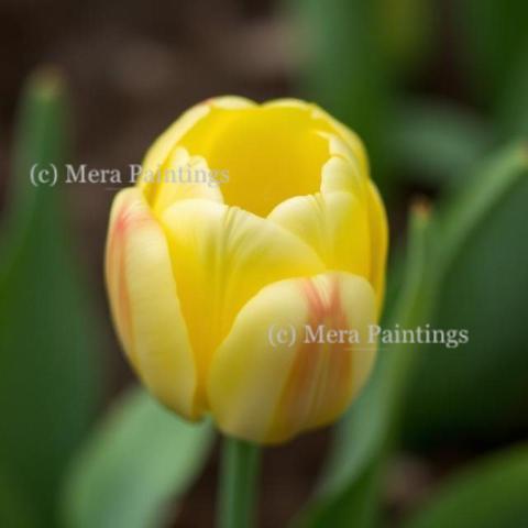 Welcome Spring