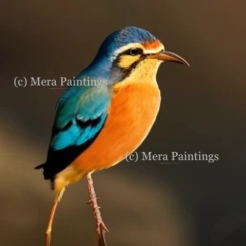 ORANGE AND BLUE BIRD