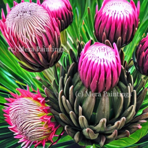 protea flowers