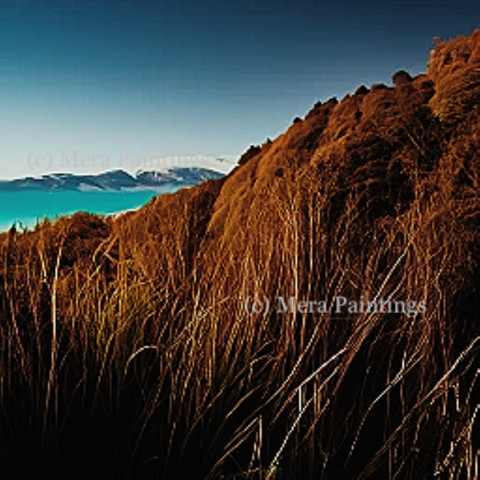 landscape in NZ